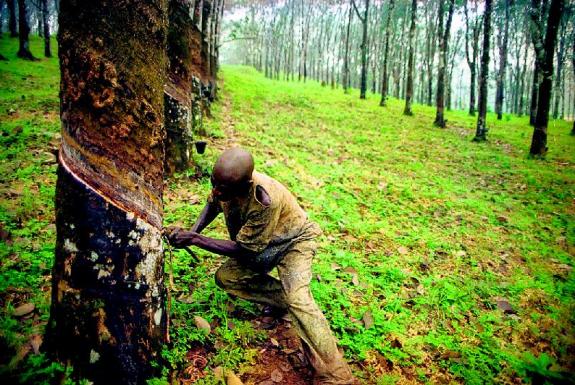 Vente de plantations d'hvea en production