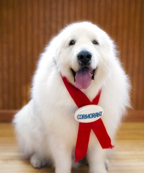 Ah, l'Amrique : un chien a t lu maire dans une ville du Minnesota