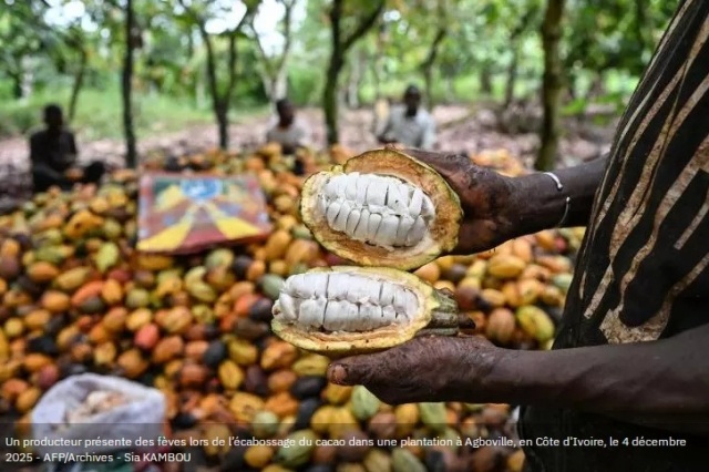 C�te d'Ivoire: l'Etat va acheter les stocks de cacao pour r�soudre la crise