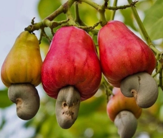 FILI�RE CAJOU : L'ETAT IVOIRIEN FIXE LE PRIX BORD CHAMP ET MET EN GARDE CONTRE LES ACHETEURS ILL�GAUX