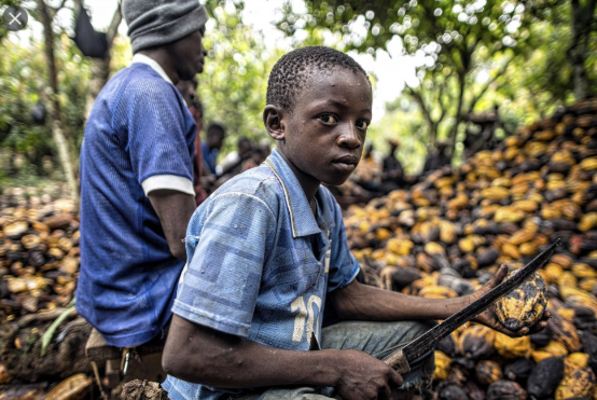 L'excutif ivoirien rejette les conclusions d'un rapport relevant une hausse du travail infantile dans le cacao