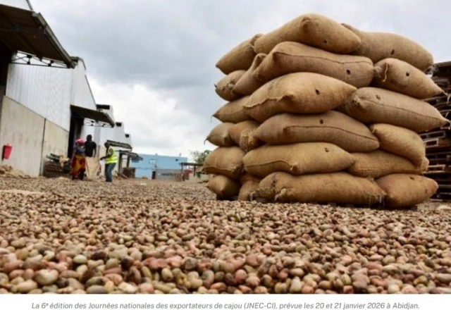 C�te d'Ivoire: le prix du kilo de noix de cajou en l�g�re baisse pour la campagne de commercialisation 2026