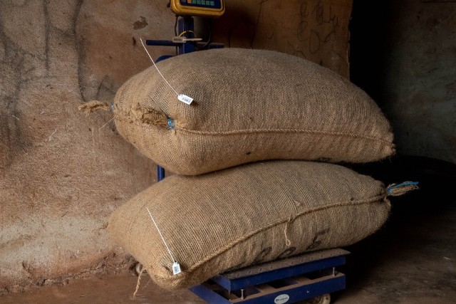 C�te d'Ivoire : 38 000 producteurs d�j� engag�s dans le nouveau syst�me de tra�abilit� du cacao