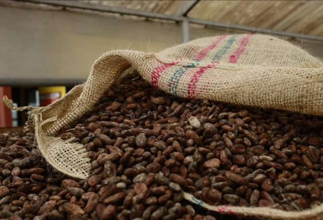 Cacao : les prix chutent de pr�s de moiti� depuis d�but 2025