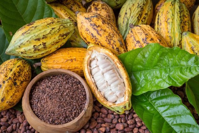 La Cte d'Ivoire passe  la vitesse suprieure dans la transformation du cacao