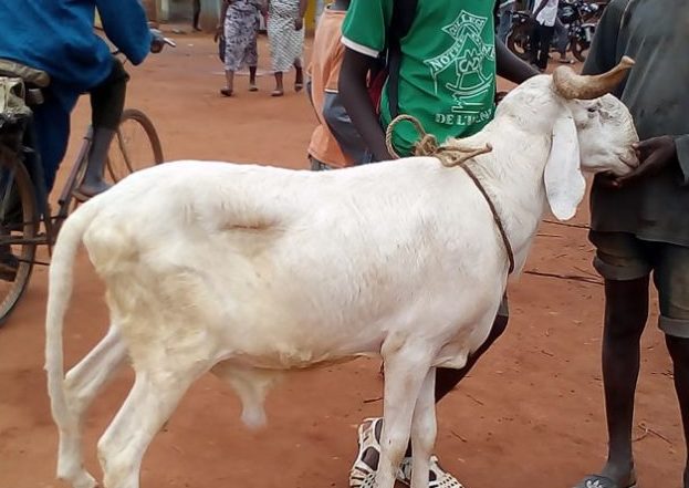 Cte d'Ivoire: Un voleur de mouton cope de 12 mois de prison ferme  Danan