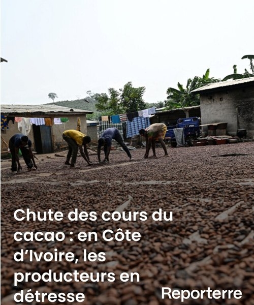 Chute des cours du cacao : en C�te d'Ivoire, les producteurs en d�tresse