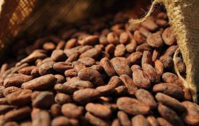Cacao : apr�s l'euphorie des sommets, la descente brutale