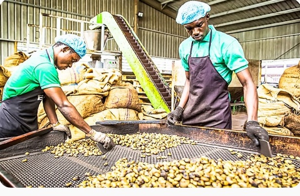 C�te D'Ivoire : Recettes Record D'exportation De Noix De Cajou En 2025