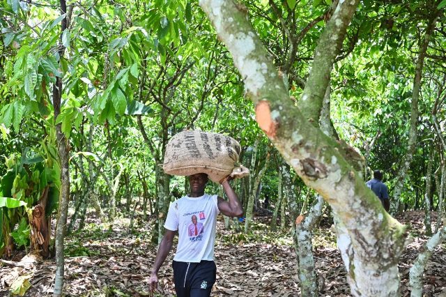 La Cte d'Ivoire s'attend  une rcolte de cacao dsastreuse