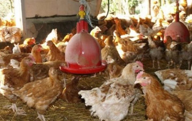 TVA SUR LES ALIMENTS DES VOLAILLES : LE GOUVERNEMENT R�DUIT � 9%, DES �LEVEURS SOUHAITENT LA SUPPRESSION TOTALE DE LA TAXE