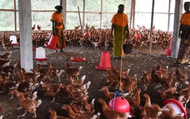 C�te d'Ivoire: exon�ration totale de TVA sur les intrants et aliments pour les animaux