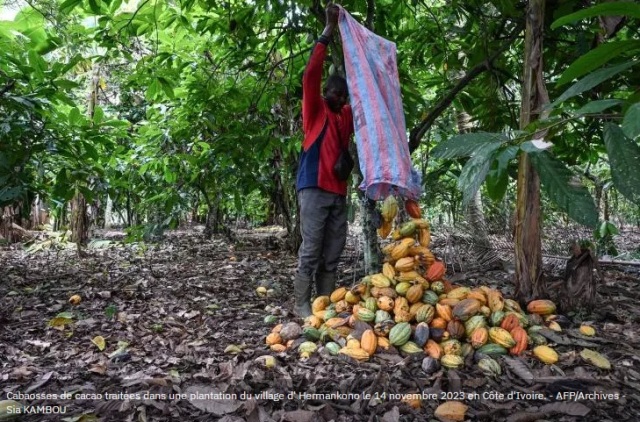 C�te d'Ivoire : le prix du cacao reste fix� � 1.200 francs CFA