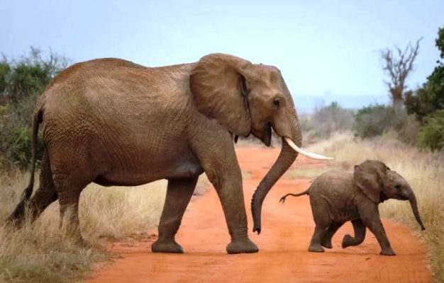 Hallal Bilal: �la C�te d'Ivoire a vu pr�s de 80% de son couvert forestier et faunique dispara�tre�