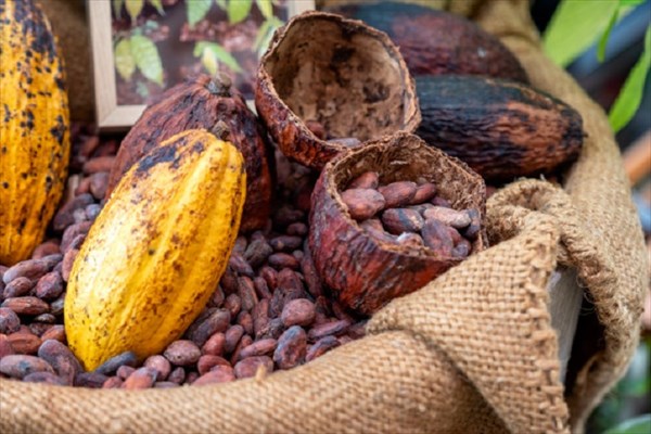 Pour relancer ses ventes  l'export, la Cte d'Ivoire revoit  la baisse le prix de son cacao