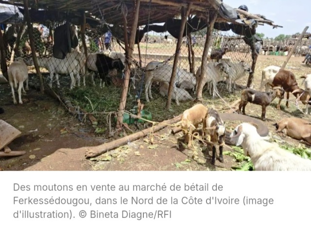 � deux semaines de la Tabaski, la C�te d'Ivoire inqui�te pour son approvisionnement en b�tail