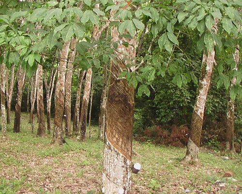 Les RDV de l'immobilier: Comment crer une plantation d'hvas (2me partie)